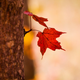 Image for article titled 76 Stunning Photos Of Fall Leaves